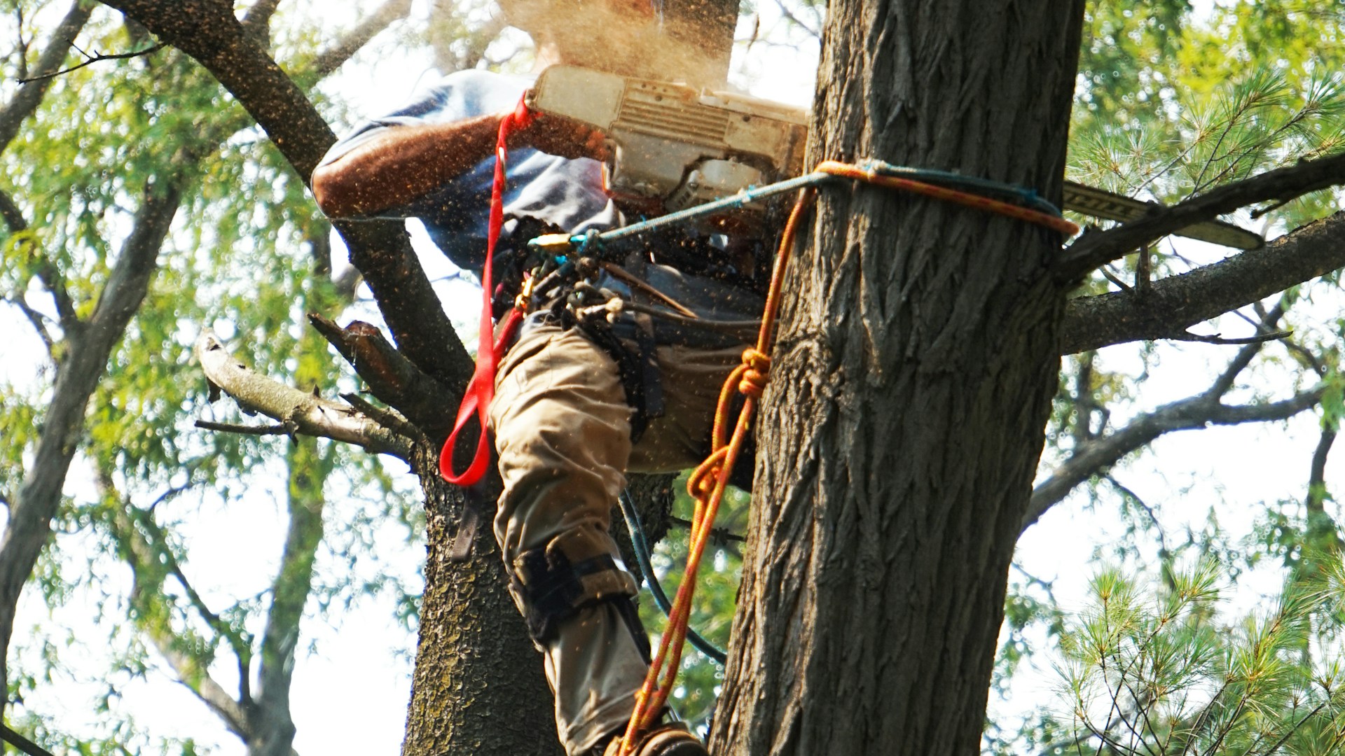 Professional tree removal service