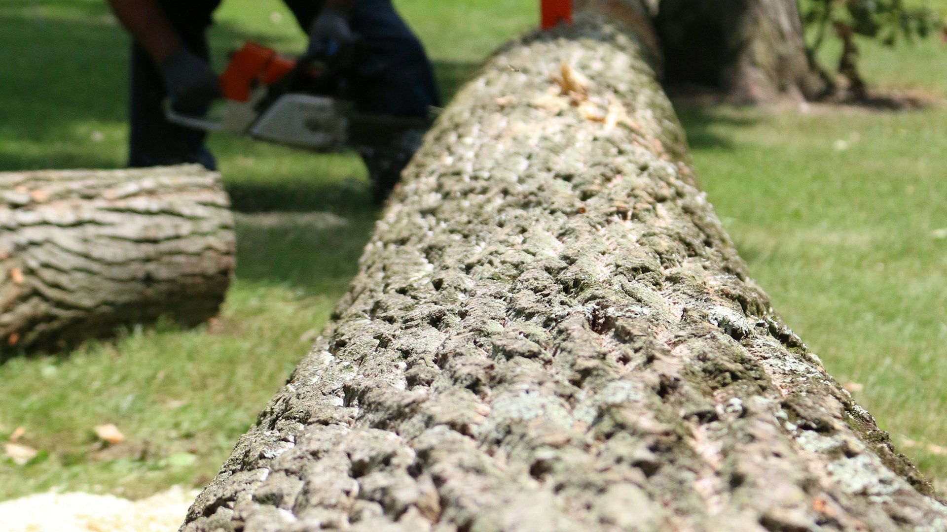 Emergency tree removal response