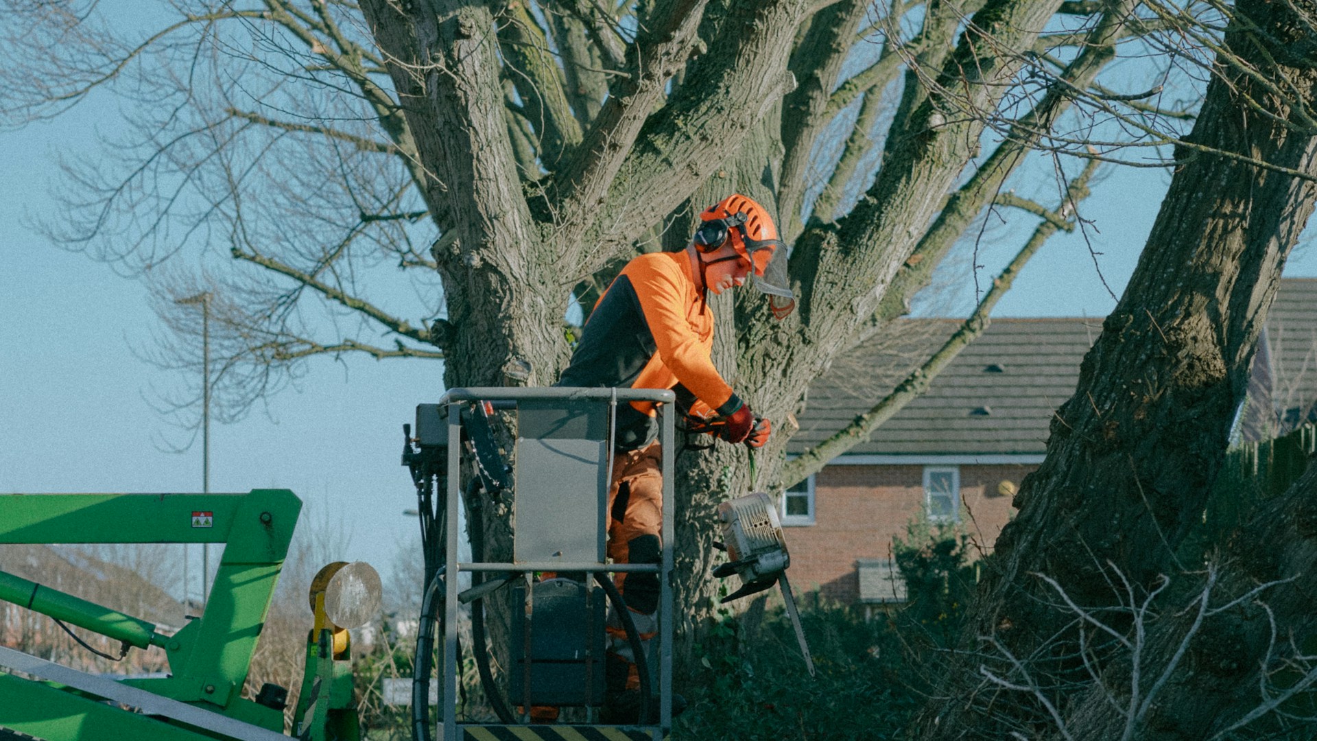 Tree removal in residential area